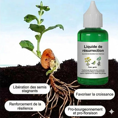 Solution nutritive pour plantes