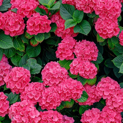 🌈 Mélange de graines d'hortensia colorées (60 pièces) – Graines de plantes vivaces magnifiques et rustiques