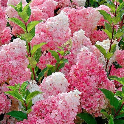 🌈 Mélange de graines d'hortensia colorées (60 pièces) – Graines de plantes vivaces magnifiques et rustiques
