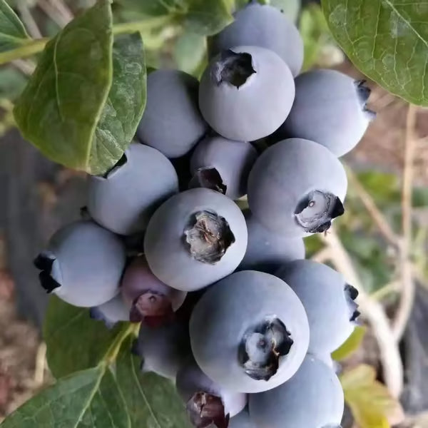 Mélange de graines de myrtilles (100 pièces)