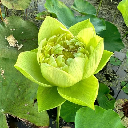 Graines de Lotus Sacré - 100 Pièces