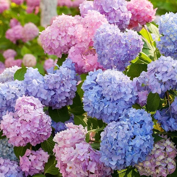 🌈 Mélange de graines d'hortensia colorées (60 pièces) – Graines de plantes vivaces magnifiques et rustiques