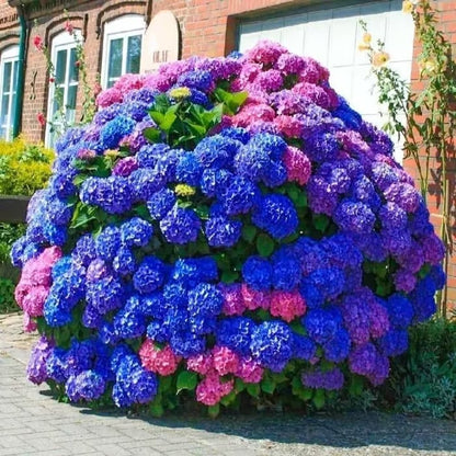 🌈 Mélange de graines d'hortensia colorées (60 pièces) – Graines de plantes vivaces magnifiques et rustiques