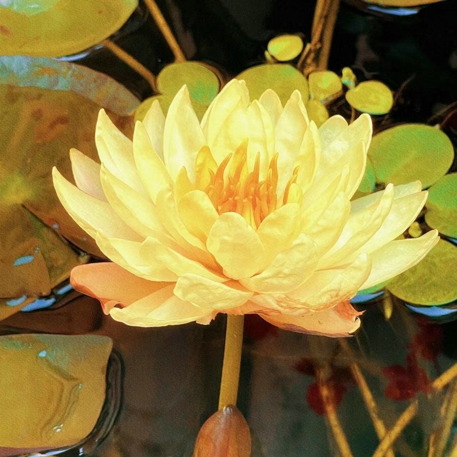 Graines de Lotus Sacré - 100 Pièces