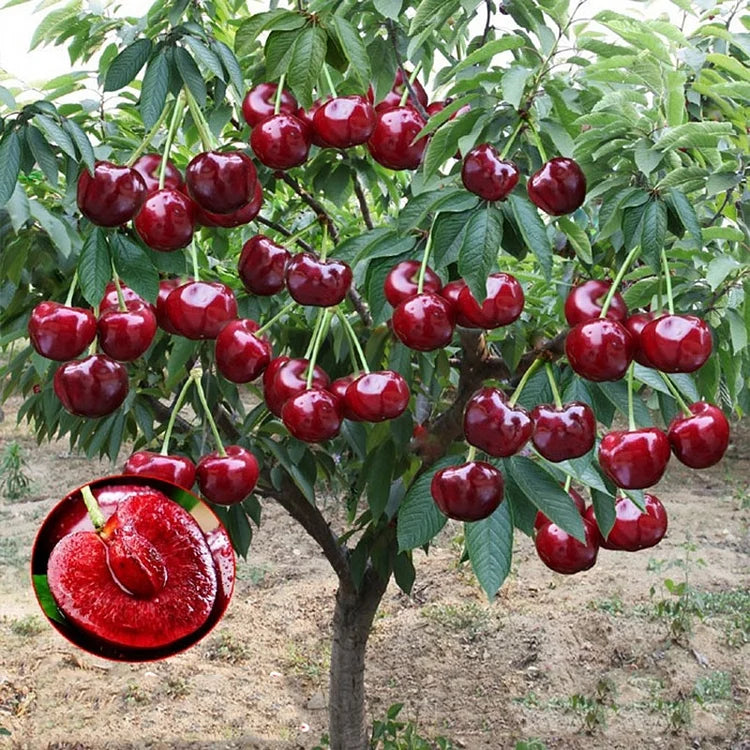 Graines de cerisier doux (50 pièces - Sans OGM)🌿(peuvent être plantées en hiver)