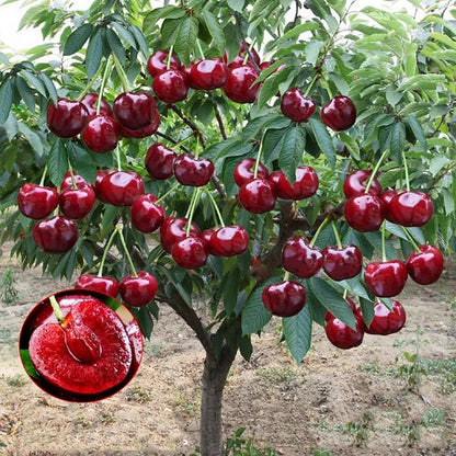 Graines de cerisier doux (50 pièces - Sans OGM)🌿(peuvent être plantées en hiver)