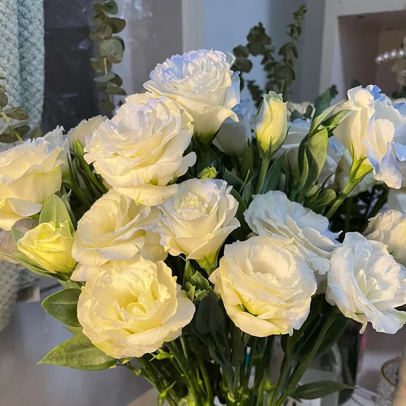 Graines d'Eustoma Roses sans épines (100 pièces) 💐Graines de Lisianthus