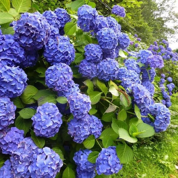 🌈 Mélange de graines d'hortensia colorées (60 pièces) – Graines de plantes vivaces magnifiques et rustiques