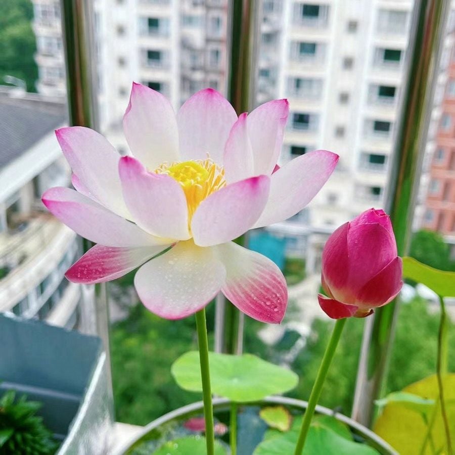Graines de Lotus Sacré - 100 Pièces