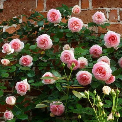 Graines de Rosier Grimpant Coloré | À planter toute l'année !