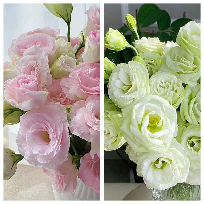 Graines d'Eustoma Roses sans épines (100 pièces) 💐Graines de Lisianthus