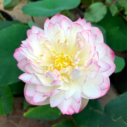 Graines de Lotus Sacré - 100 Pièces