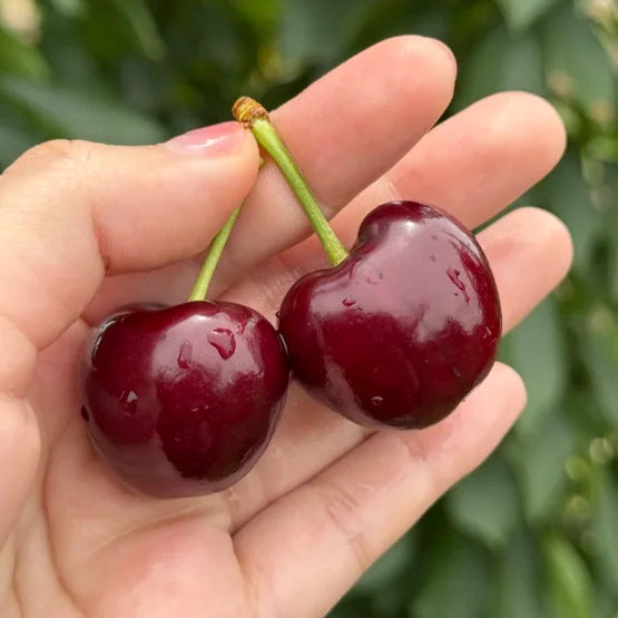 Graines de cerisier doux (50 pièces - Sans OGM)🌿(peuvent être plantées en hiver)