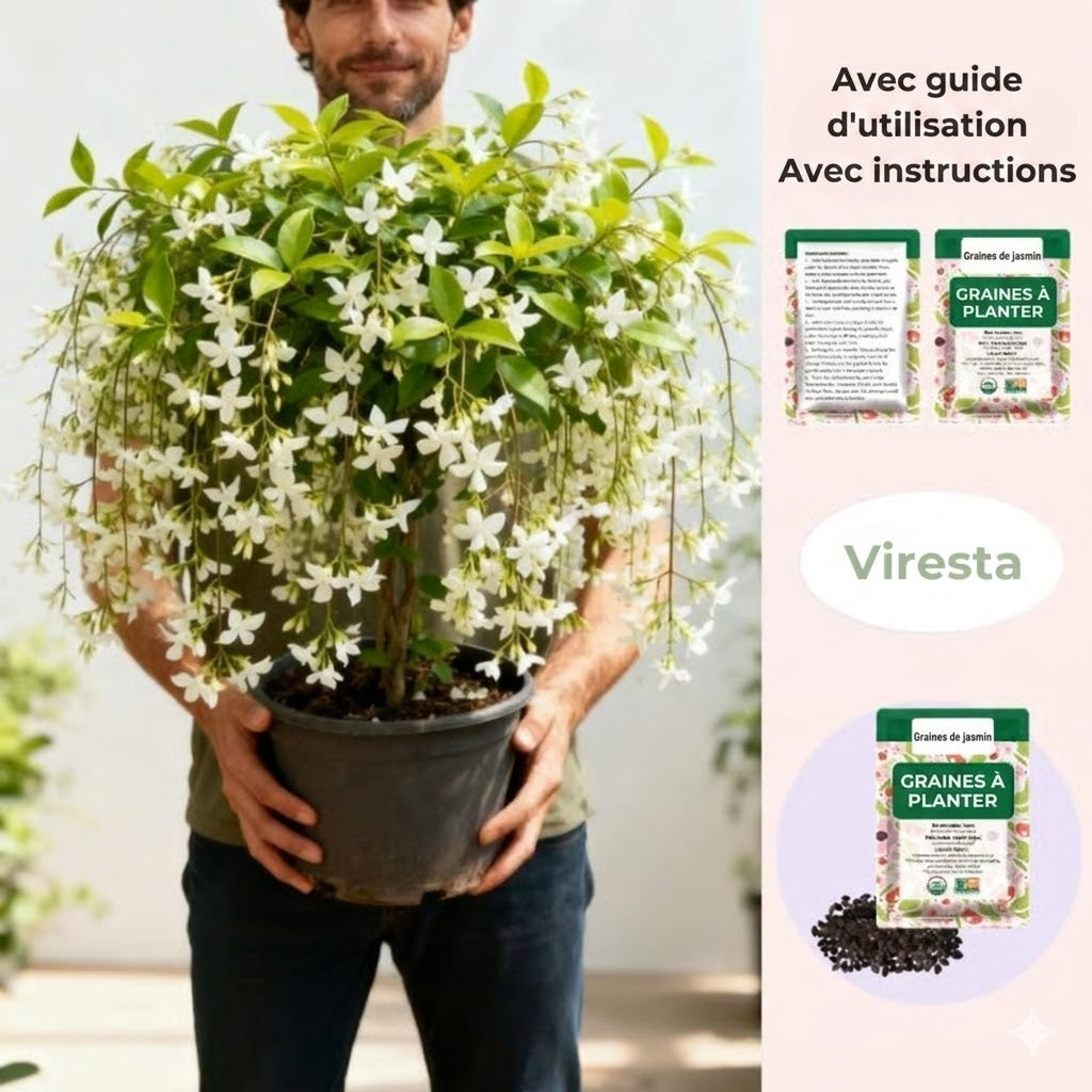 100 Graines de Jasmin Grimpant Odorant (Sans OGM)