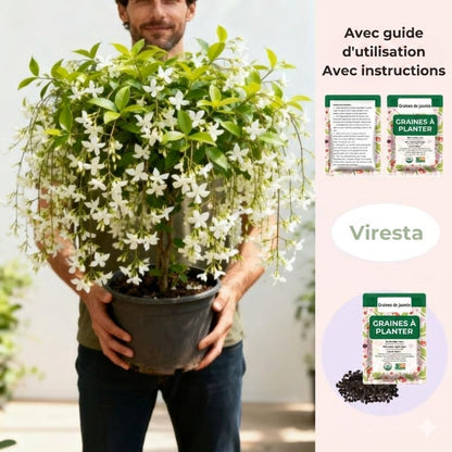 100 Graines de Jasmin Grimpant Odorant (Sans OGM)
