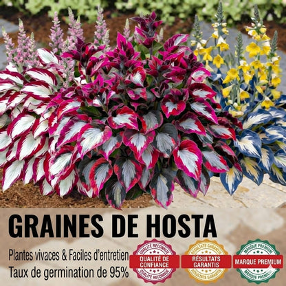 Plantes premium de haute qualité, rares et à faible entretien