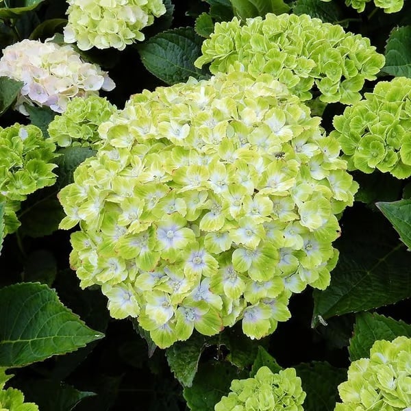 🌈 Mélange de graines d'hortensia colorées (60 pièces) – Graines de plantes vivaces magnifiques et rustiques