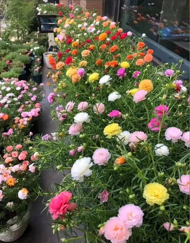 🌸 Mélange de 1000 Graines de Pourpier – 🌿 Roses du Soleil