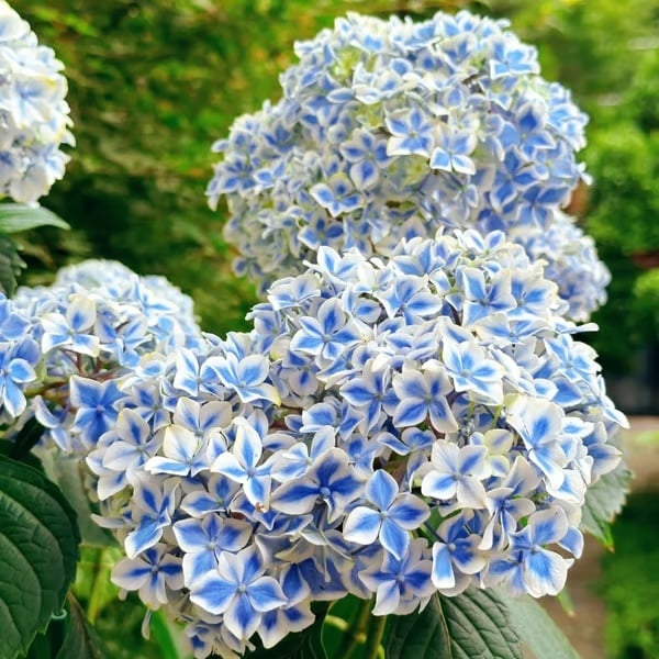 🌈 Mélange de graines d'hortensia colorées (60 pièces) – Graines de plantes vivaces magnifiques et rustiques