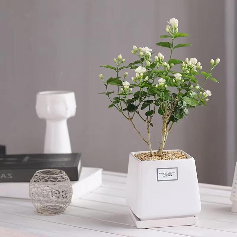 100 Graines de Jasmin Grimpant Odorant (Sans OGM)