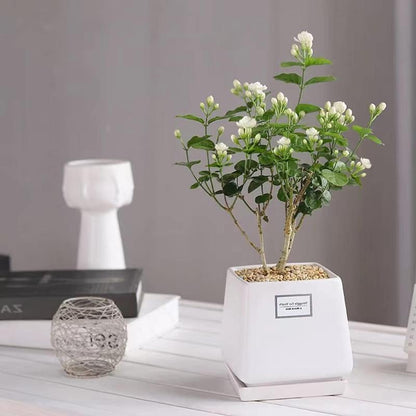 100 Graines de Jasmin Grimpant Odorant (Sans OGM)