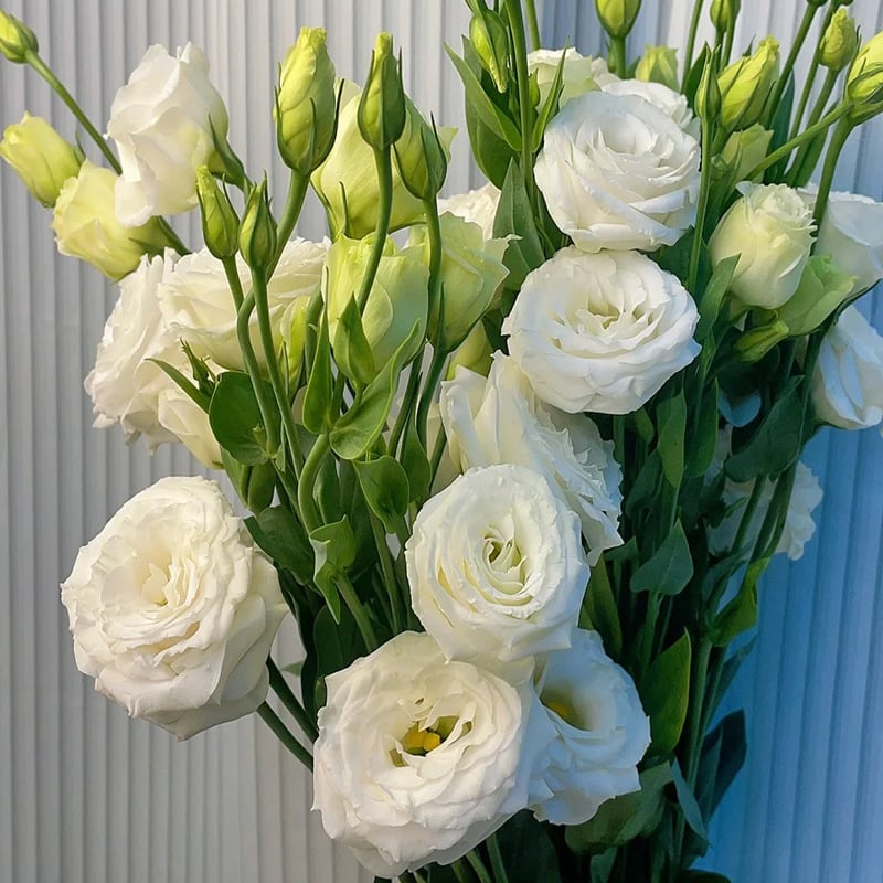 Graines d'Eustoma Roses sans épines (100 pièces) 💐Graines de Lisianthus