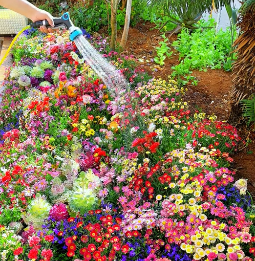 Mélange de graines colorées – plus de 60 espèces (1000 graines)