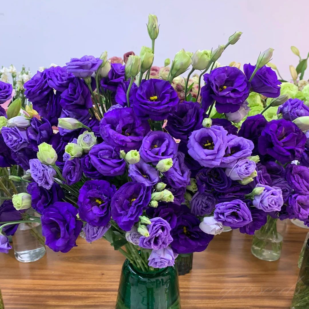 Graines d'Eustoma Roses sans épines (100 pièces) 💐Graines de Lisianthus