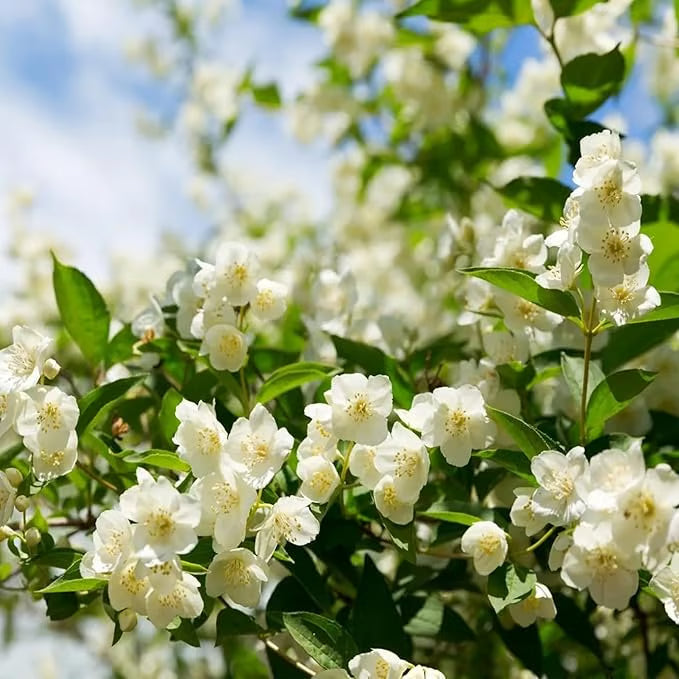 Graines de jasmin biologiques (100 pièces)