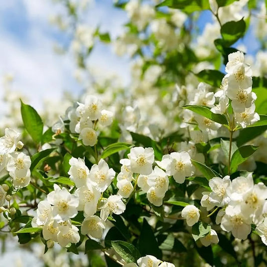 Graines de jasmin biologiques (100 pièces)