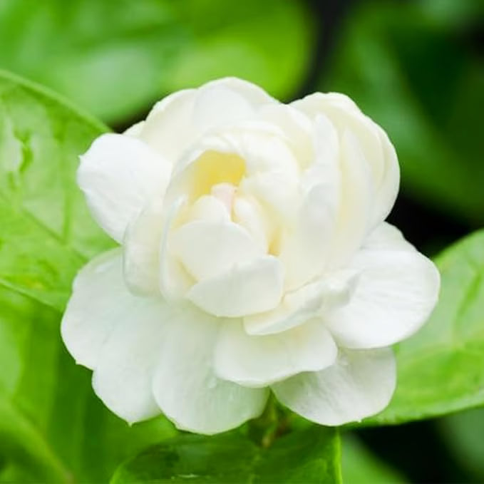Graines de jasmin biologiques (100 pièces)