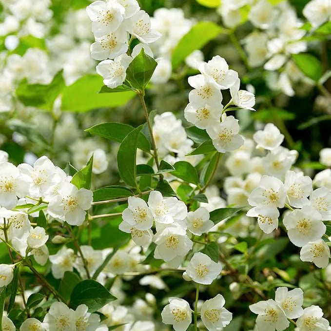 Graines de jasmin biologiques (100 pièces)