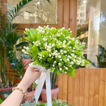 Graines de jasmin biologiques (100 pièces)