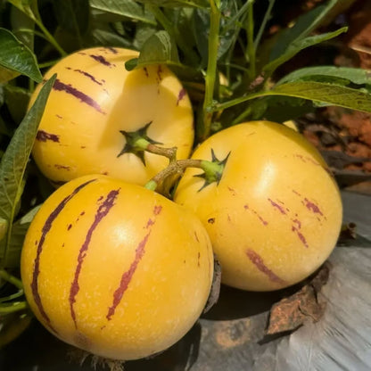 Mélange de graines de Poire-Melon (Pepino) (1000 pcs)