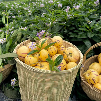 Mélange de graines de Poire-Melon (Pepino) (1000 pcs)