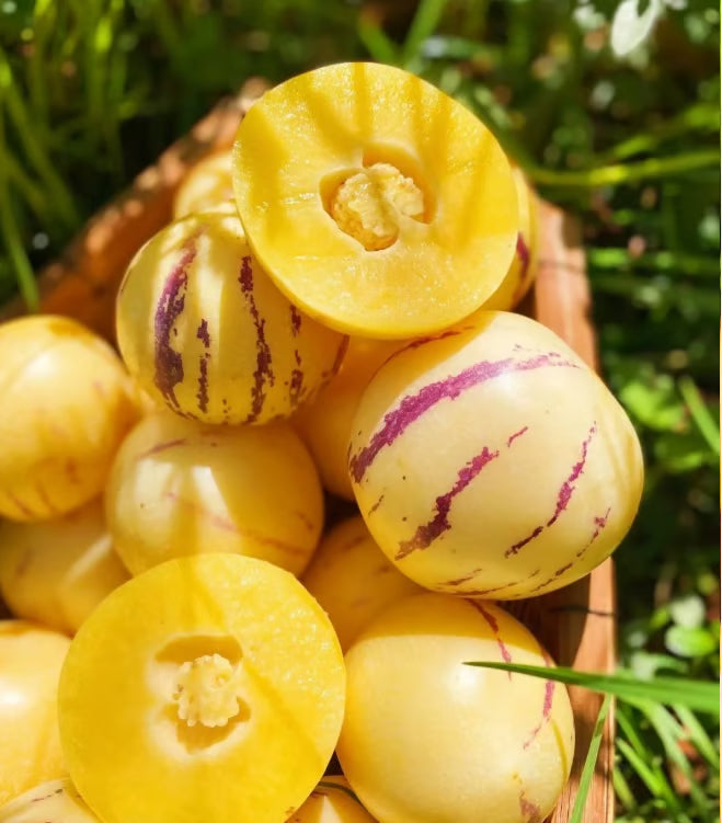 Mélange de graines de Poire-Melon (Pepino) (1000 pcs)