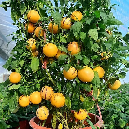 Mélange de graines de Poire-Melon (Pepino) (1000 pcs)