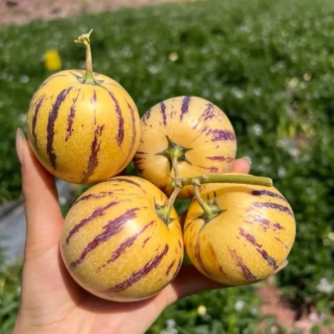 Mélange de graines de Poire-Melon (Pepino) (1000 pcs)