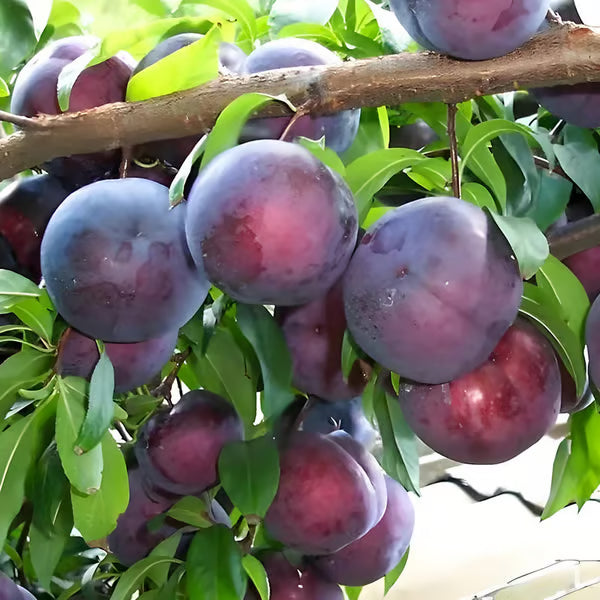Mélange de graines de prunier (100 pièces)