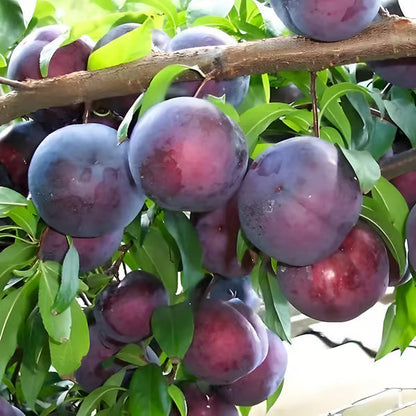 Mélange de graines de prunier (100 pièces)