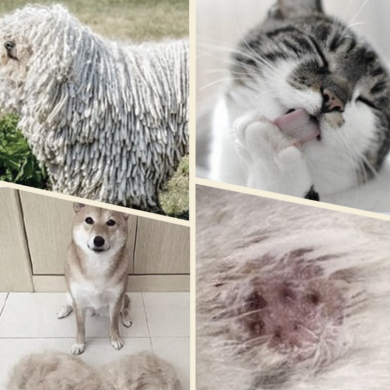 Brosse double face pour animaux pour le soin du pelage